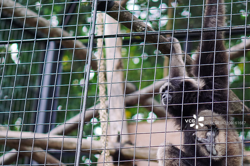 顽皮的猴子：窥视囚禁生活图片素材