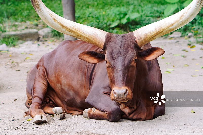 雄伟的水牛：力量的宁静肖像图片素材