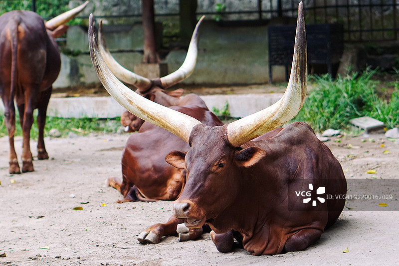 雄伟的水牛：力量的宁静肖像图片素材