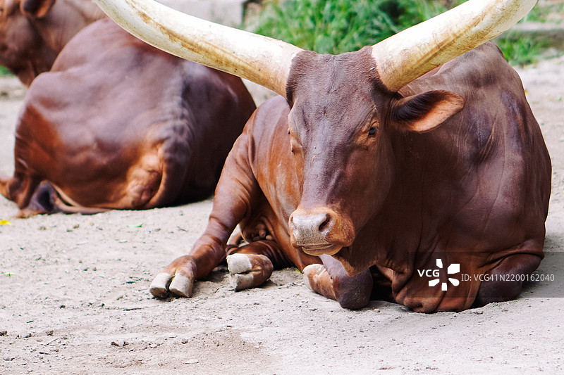 雄伟的水牛：力量的宁静肖像图片素材