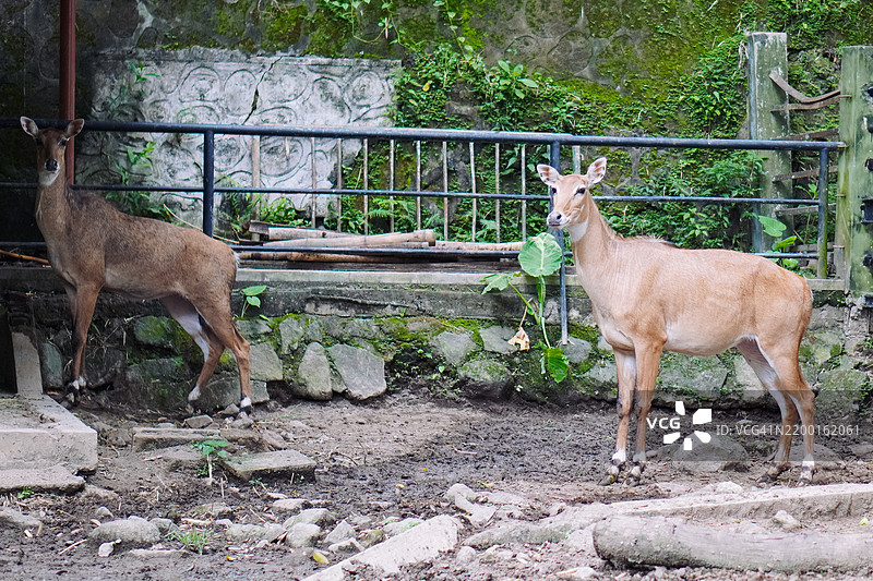 优雅的鹿：围栏中的宁静时刻图片素材