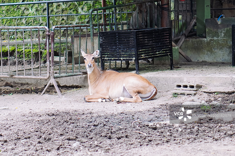 优雅的鹿：围栏中的宁静时刻图片素材