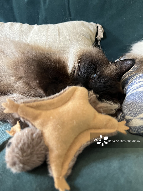 有趣的布偶猫肖像，藏在松鼠猫玩具后面。图片素材