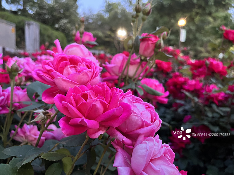 黄昏光线中的粉色和红色玫瑰图片素材