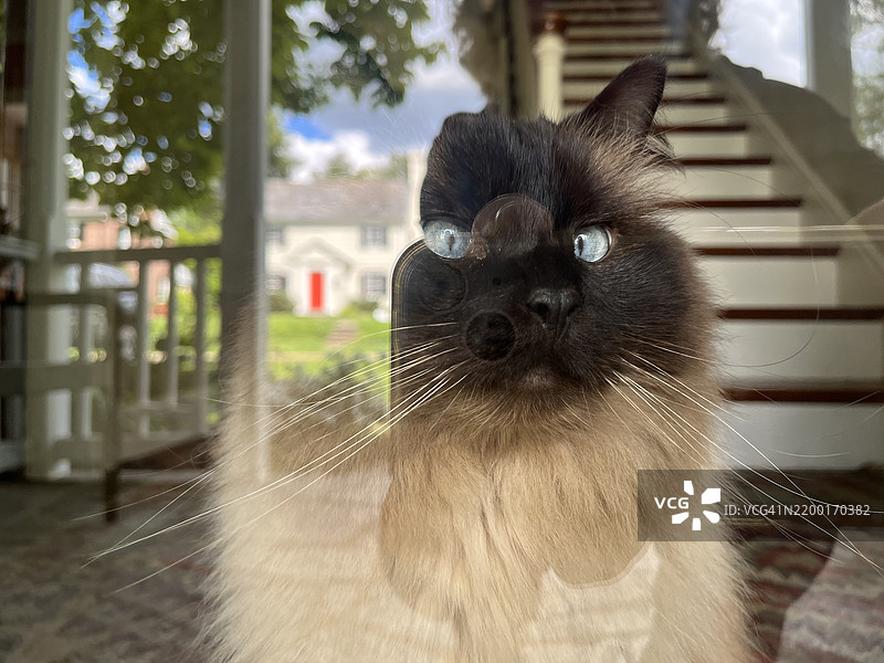 坐在门口的布偶猫，映衬着花园的倒影。图片素材