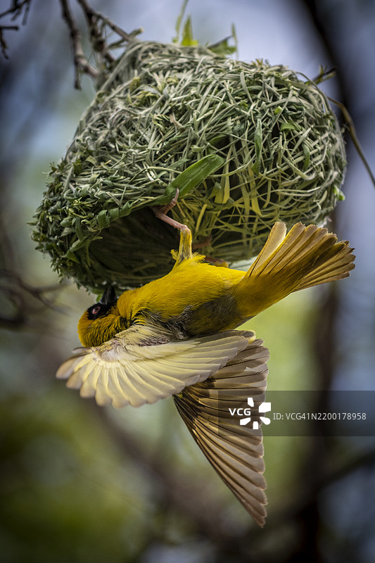 南方面具织鸟（Ploceus velatus）或非洲面具织鸟图片素材