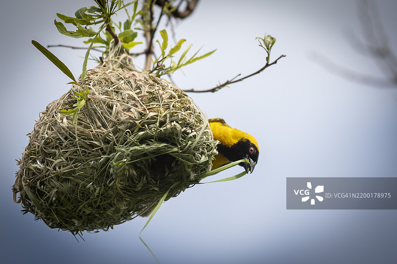 南方面具织鸟（Ploceus velatus）或非洲面具织鸟图片素材