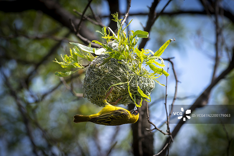 南方面具织鸟（Ploceus velatus）或非洲面具织鸟图片素材
