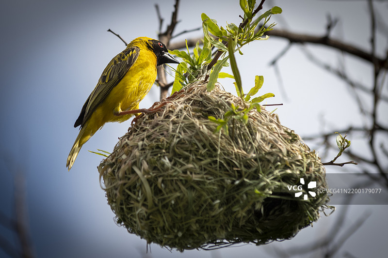 南方面具织鸟（Ploceus velatus）或非洲面具织鸟图片素材