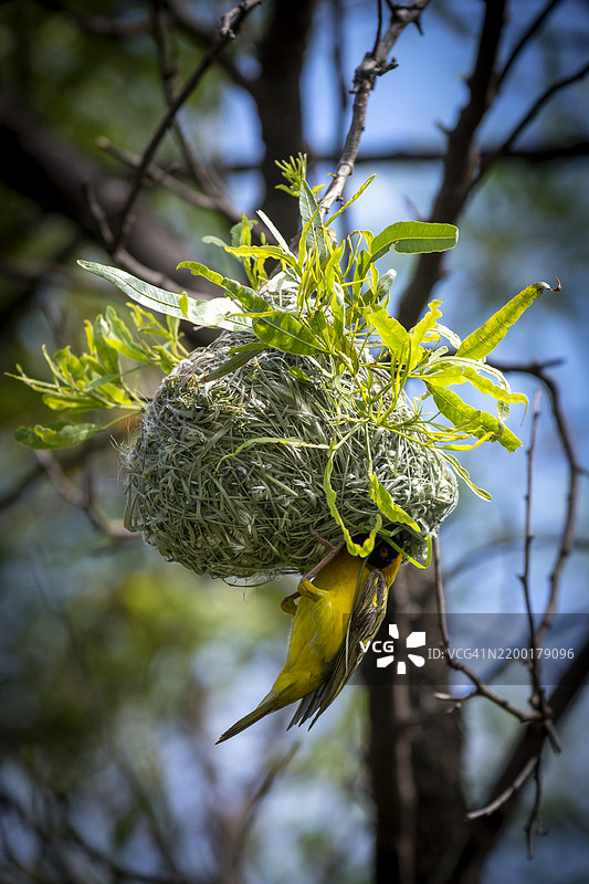 南方面具织鸟（Ploceus velatus）或非洲面具织鸟图片素材