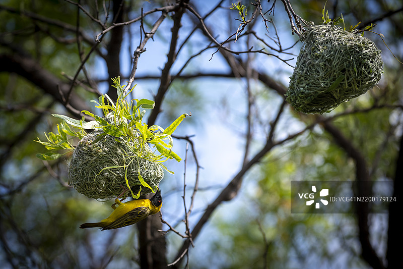 南方面具织鸟（Ploceus velatus）或非洲面具织鸟图片素材