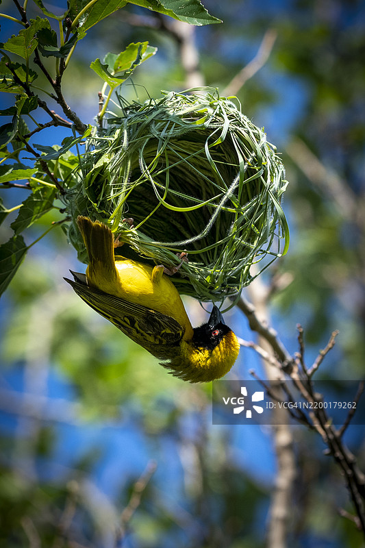 南方面具织鸟（Ploceus velatus）或非洲面具织鸟图片素材