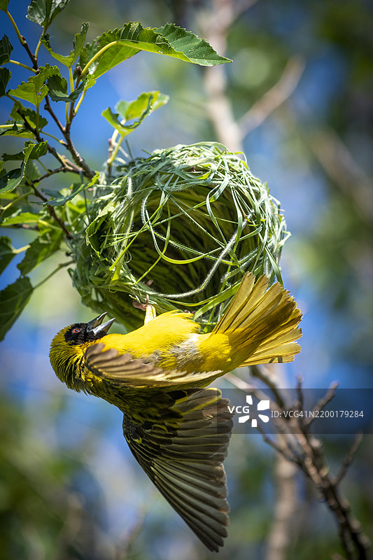 南方面具织鸟（Ploceus velatus）或非洲面具织鸟图片素材