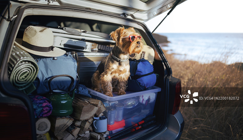 夏季度假的狗，坐在汽车后备厢里，旁边有露营装备，戴着太阳镜，朝着阳光看。狗狗的冒险！图片素材