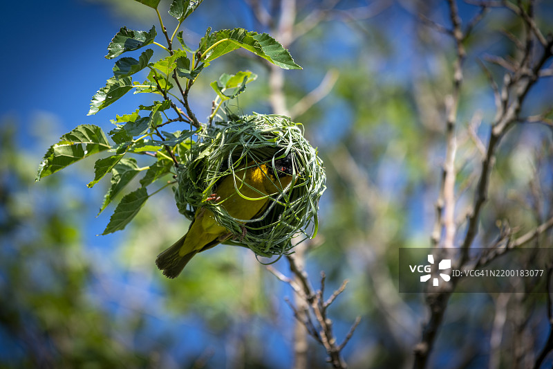 南方面具织鸟（Ploceus velatus）或非洲面具织鸟图片素材
