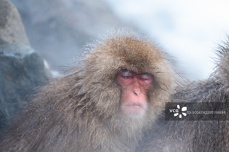 日本长野县的猴子在长野县的雪猴公园的温泉中图片素材