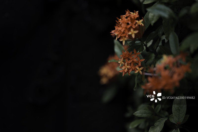 黑色背景上的红色灌木花朵图片素材