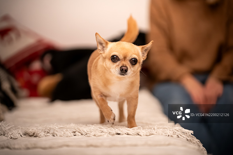 一只吉娃娃狗正在床上走动图片素材