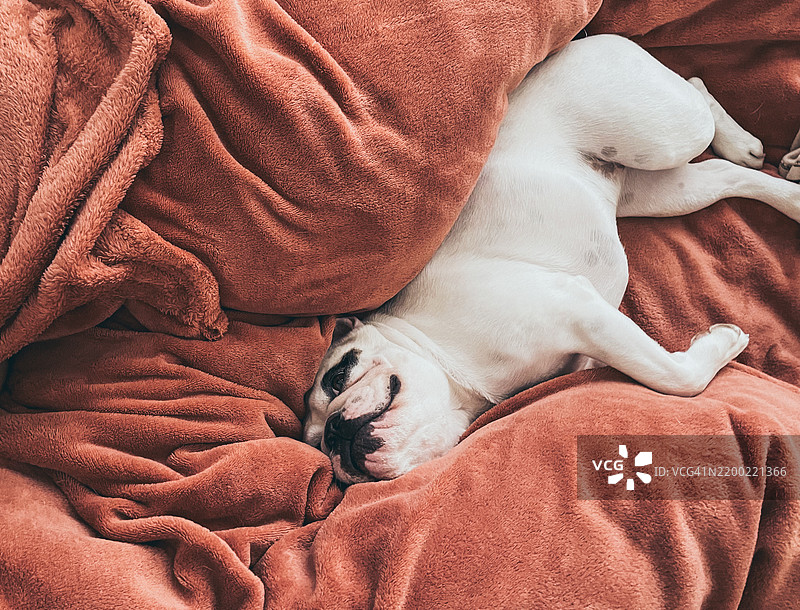 法国斗牛犬在人的床上睡觉图片素材