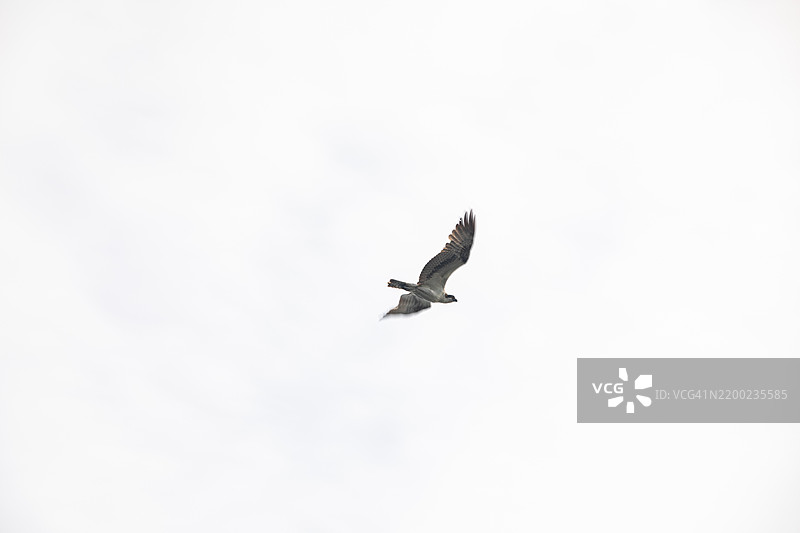 飞行中的猎鹰图片素材