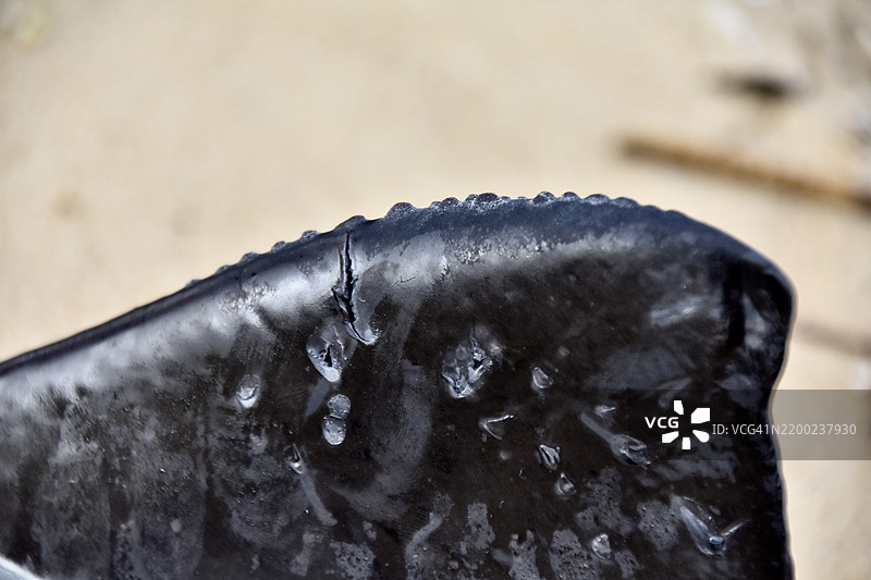 海豚鳍 (1)。图片素材