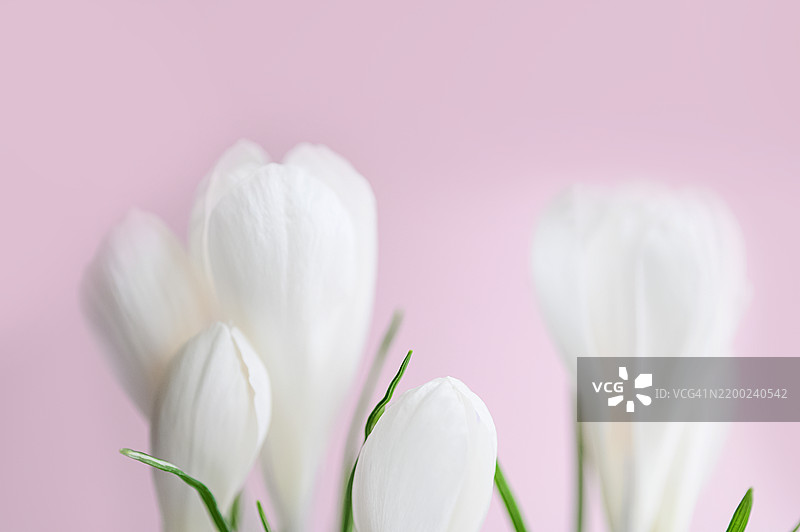 优雅的白色番红花在柔和的粉色背景上图片素材