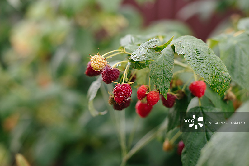 成熟的树莓在花园里图片素材