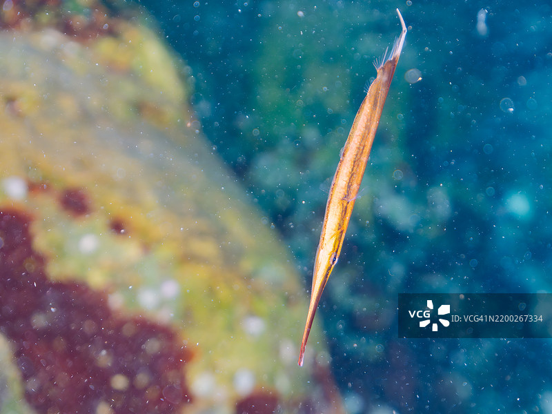 美丽的条纹虾鱼、剃刀鱼、条纹海龙等在水面上游动。东京伊豆群岛的式根岛，2024年图片素材