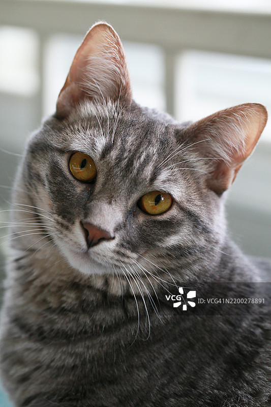 彩色照片中的虎斑猫正看着镜头图片素材