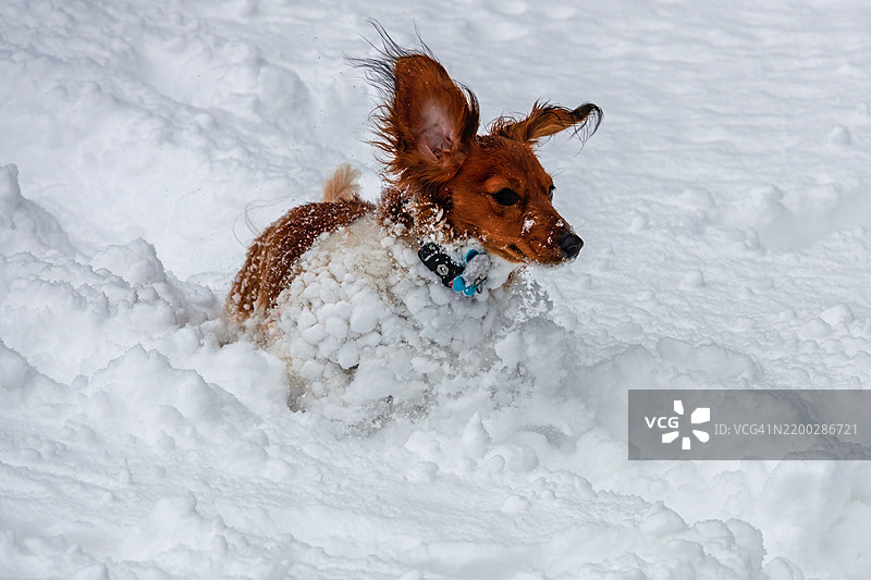 迷你腊肠犬在雪中奔跑图片素材