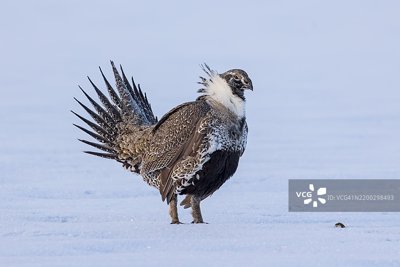 鼠尾草鸡图片素材