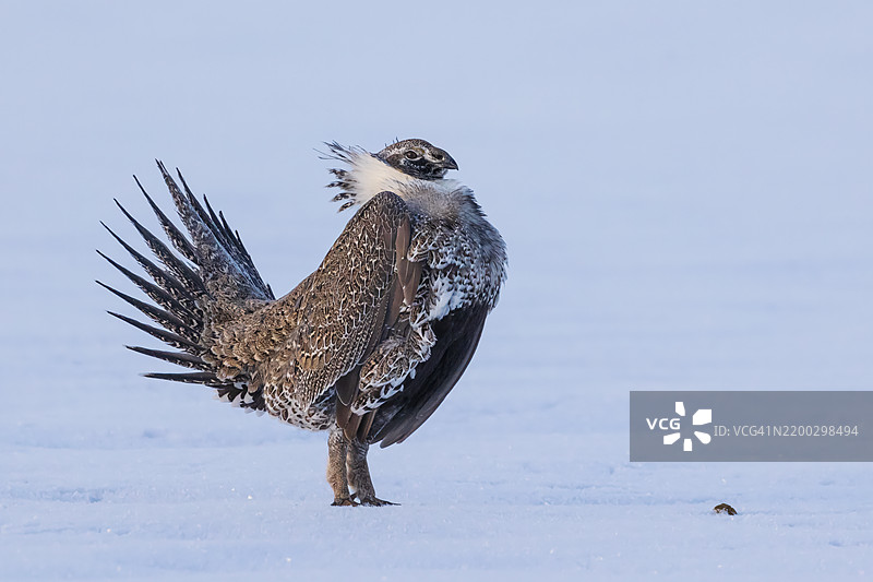 鼠尾草鸡展示图片素材