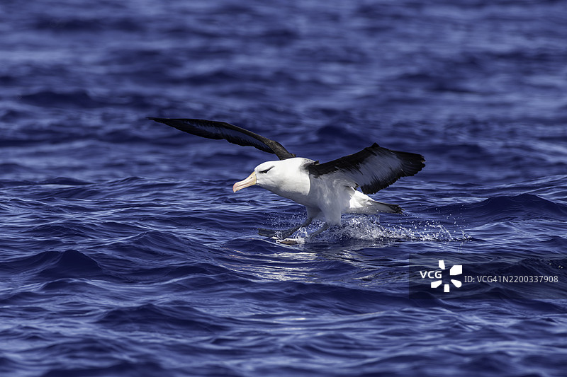信天翁降落在南大洋的水面上。图片素材