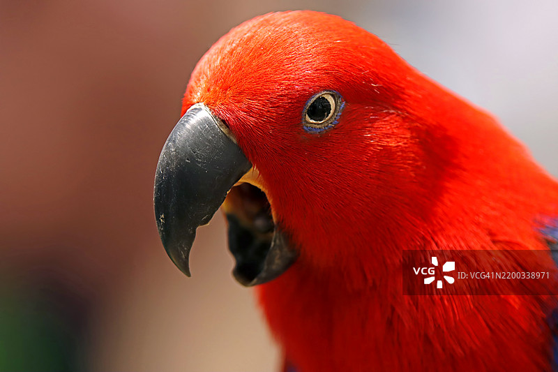 生态鹦鹉（Eclectus roratus）是一种不寻常的鹦鹉，因其极端的性别二态性而闻名——雌性头部为红色，胸部为蓝色，而雄性则是鲜艳的绿色。图片素材