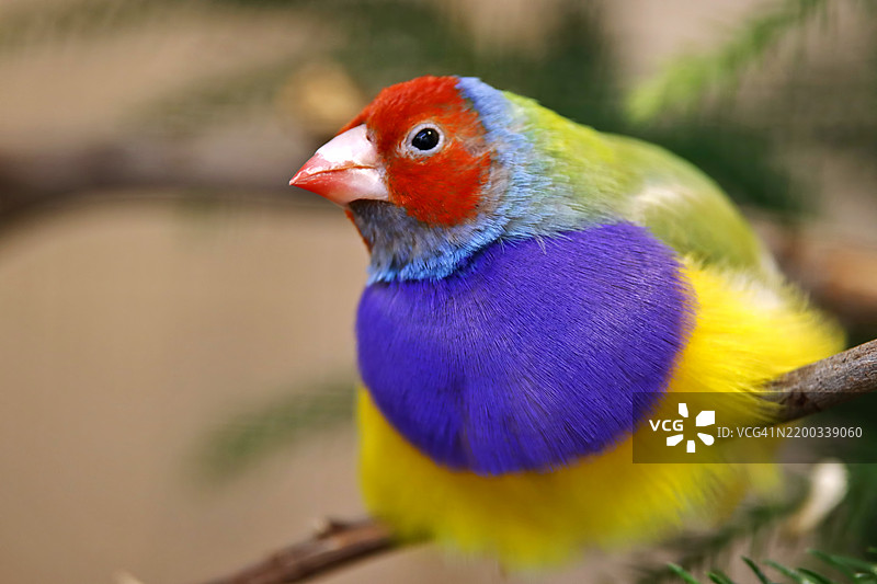 五彩斑斓的高尔丁雀（如彩虹般）雀形鸟图片素材