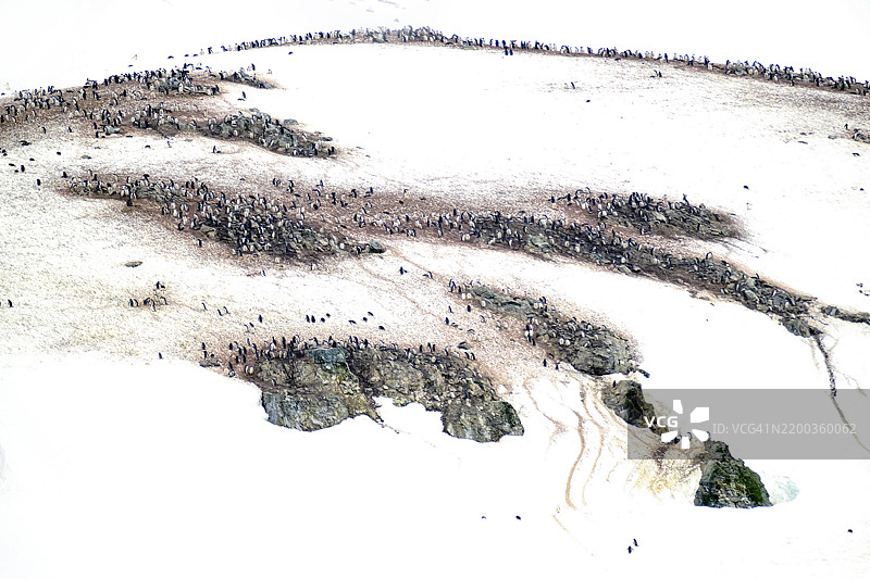 在南极半岛丹科岛的高调艺术中，令人惊叹的王企鹅群落景观图片素材