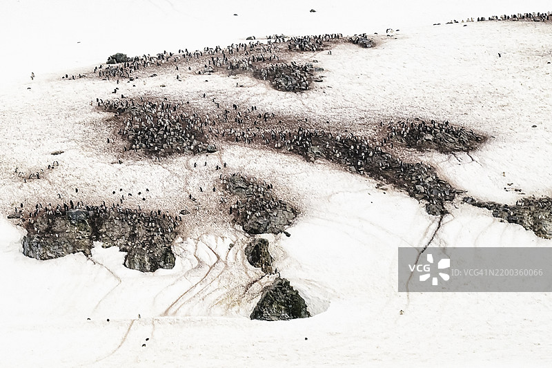 在南极半岛丹科岛的高调艺术中，令人惊叹的王企鹅群落景观图片素材