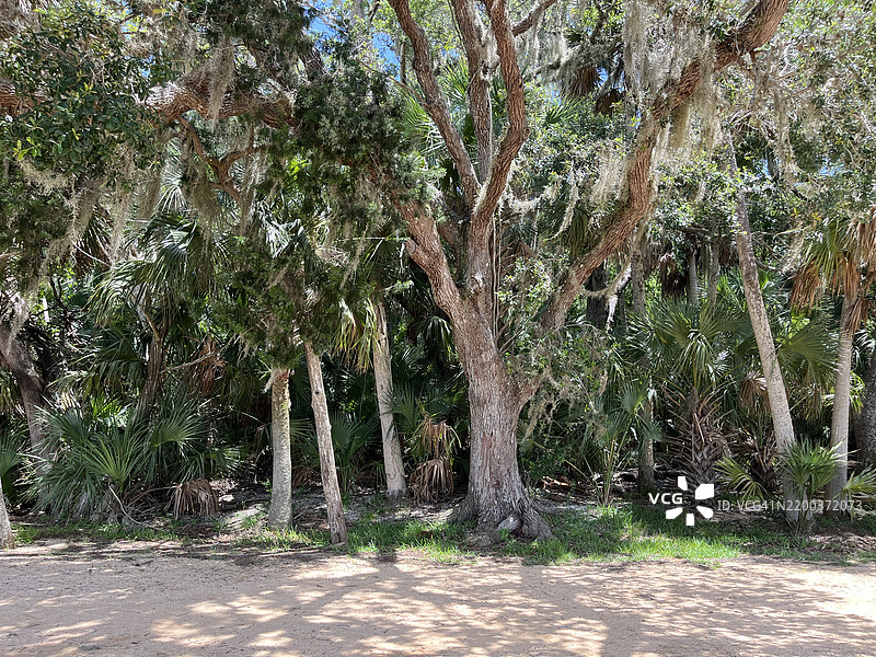 公园里通往马坦萨斯河和内陆水道的小路，两旁种满了棕榈树和活橡树。图片素材