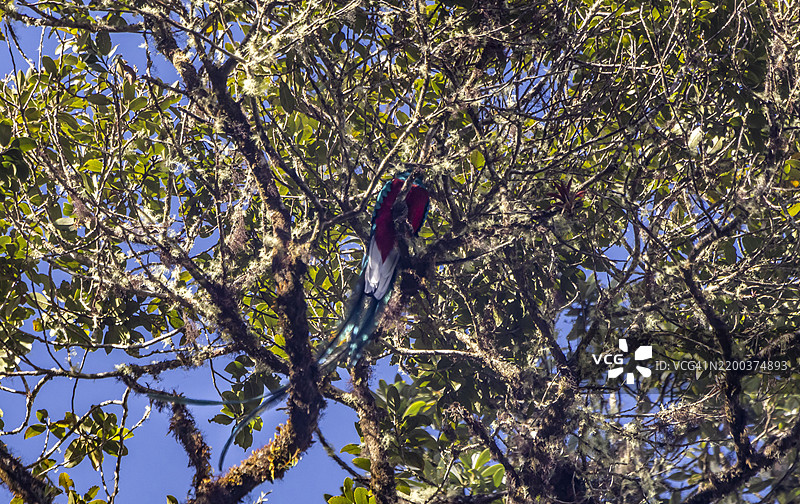 华丽的羽冠鸟雄性图片素材