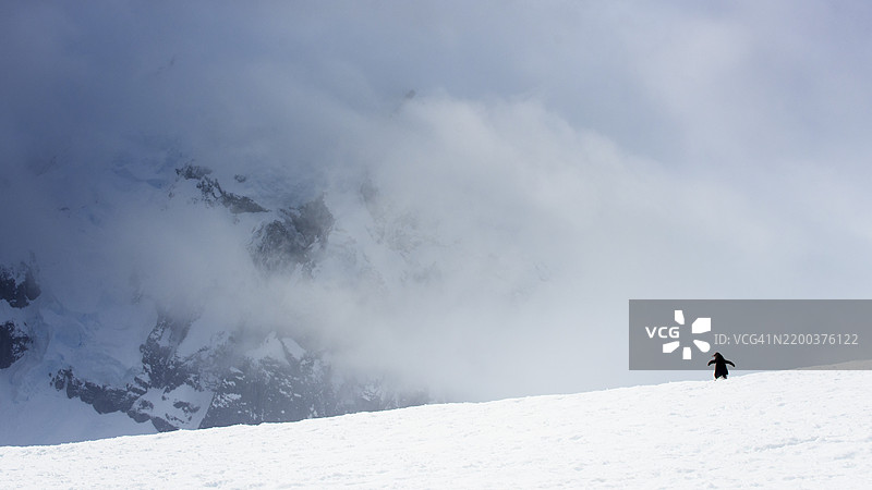 令人惊叹的企鹅剪影映衬在南极洲丹科岛的戏剧性风景中图片素材