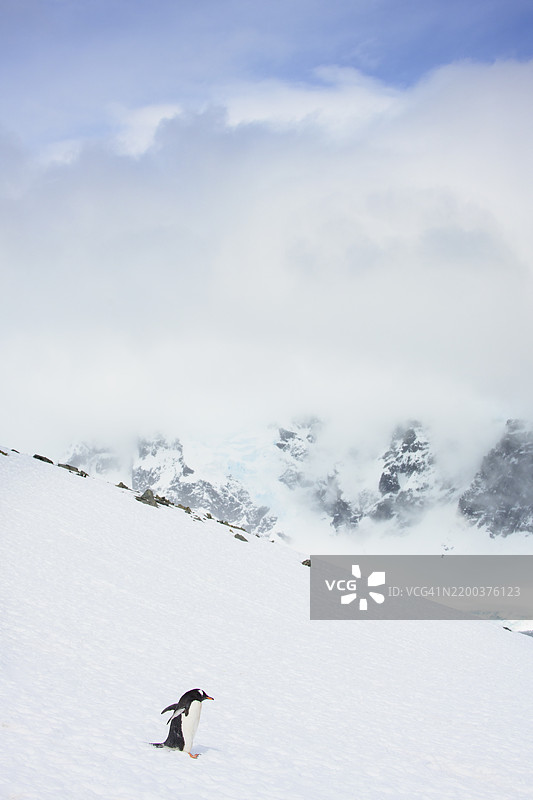 美丽的垂直画面：企鹅在南极丹科岛的雪山上滑下。图片素材