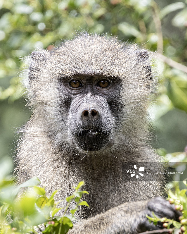 阿鲁沙国家公园的非洲绿猿，学名：Papio anubis，坦桑尼亚图片素材