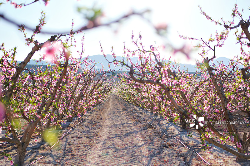 阳光明媚的春天，穆尔西亚地区美丽的粉色盛开的桃树或杏树景观。图片素材
