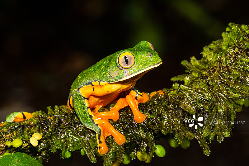 克鲁兹树蛙，华丽叶蛙或华丽树蛙，生长在哥斯达黎加南部图片素材