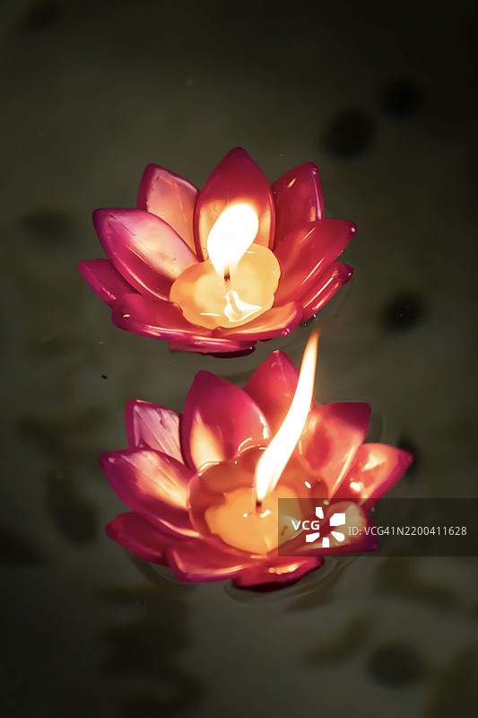 泰国孔敬的粉色玫瑰花特写图片素材