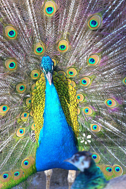 孔雀特写图片素材