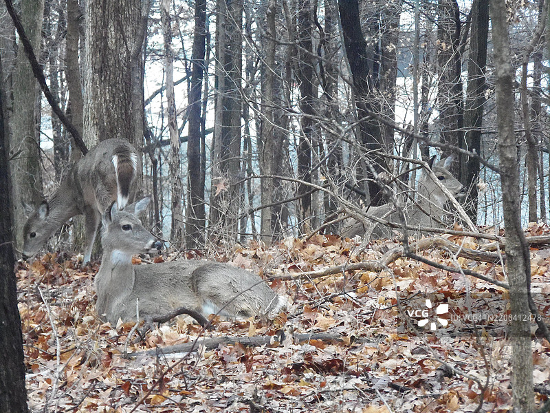 注意到有狗朝她的方向走来，克里夫科尔，密苏里州，美国图片素材