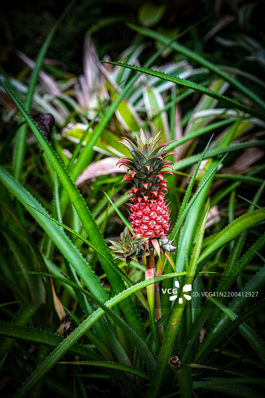 夏威夷，美国，特写的新鲜绿色植物图片素材
