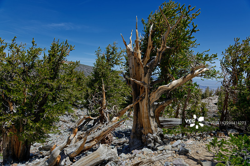 照片与回忆，我心中最珍贵的货物，大盆地国家公园，美国图片素材