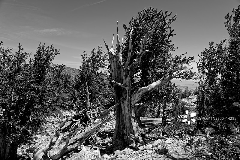 在大盆地国家公园探索时感受生命的能量（黑白）图片素材